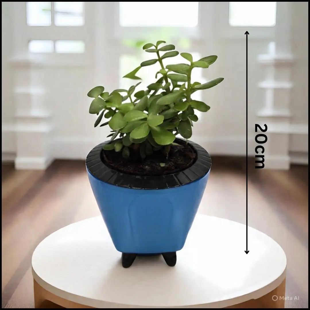 Enutrof Good Luck Jade Plant with Self-Watering Decorative Pot Enutrof Decor