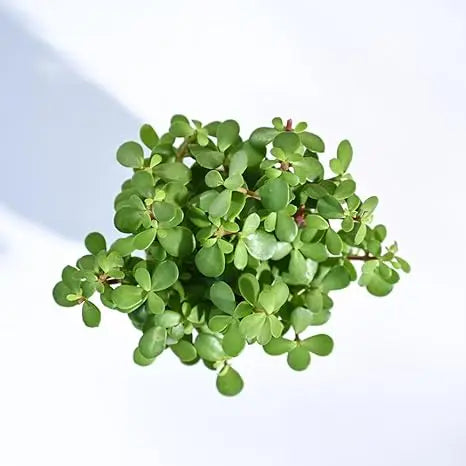 Enutrof Good Luck Jade Plant with Self-Watering Pot (Gro Pot) Enutrof Decor