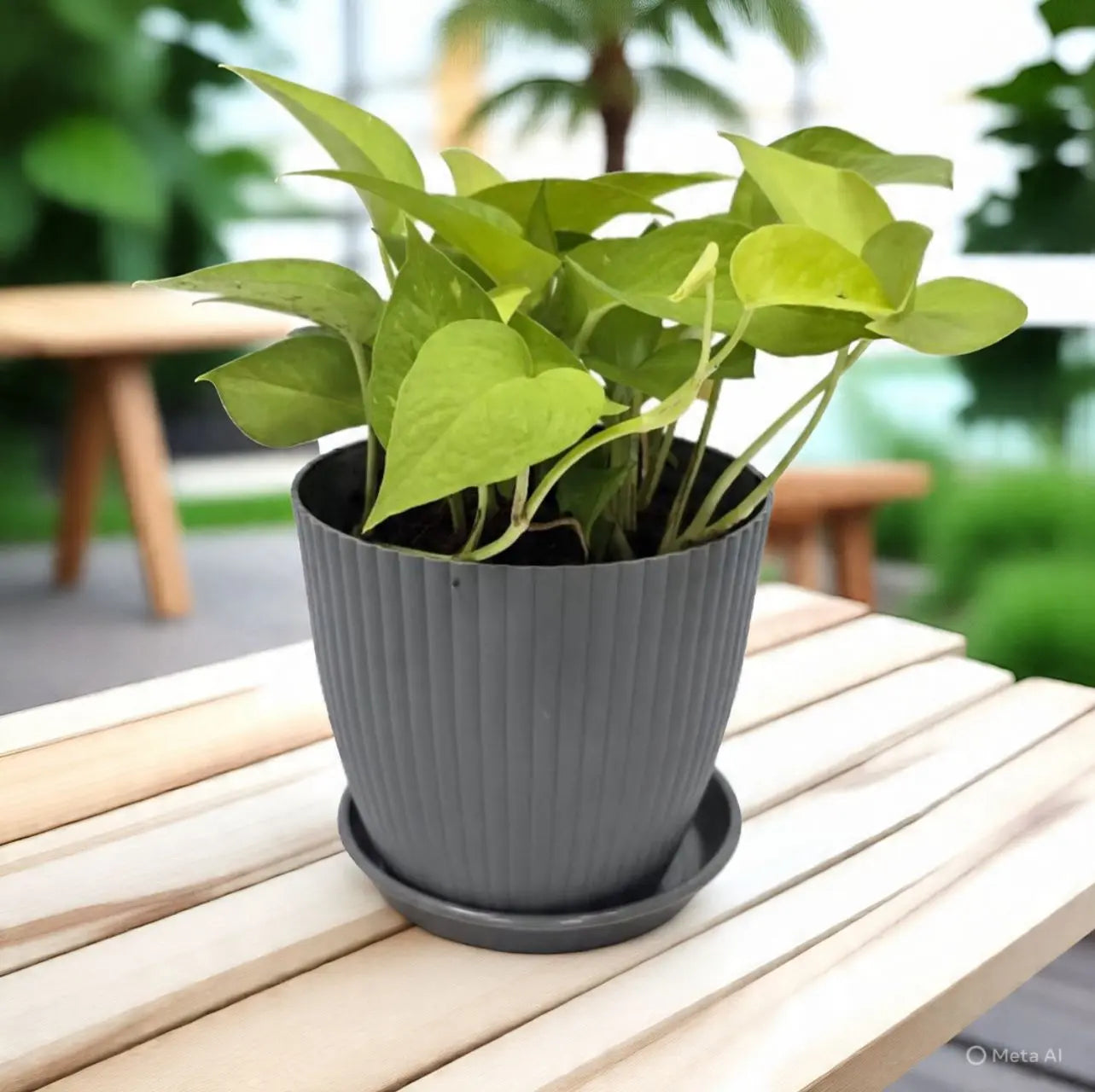 Money Plant with Rainbow Pot Enutrof Decor