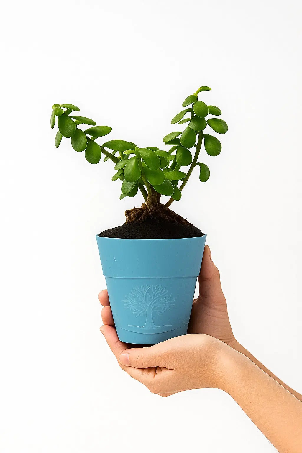 Enutrof Good Luck Jade Plant with Self-Watering Pot Enutrof Decor