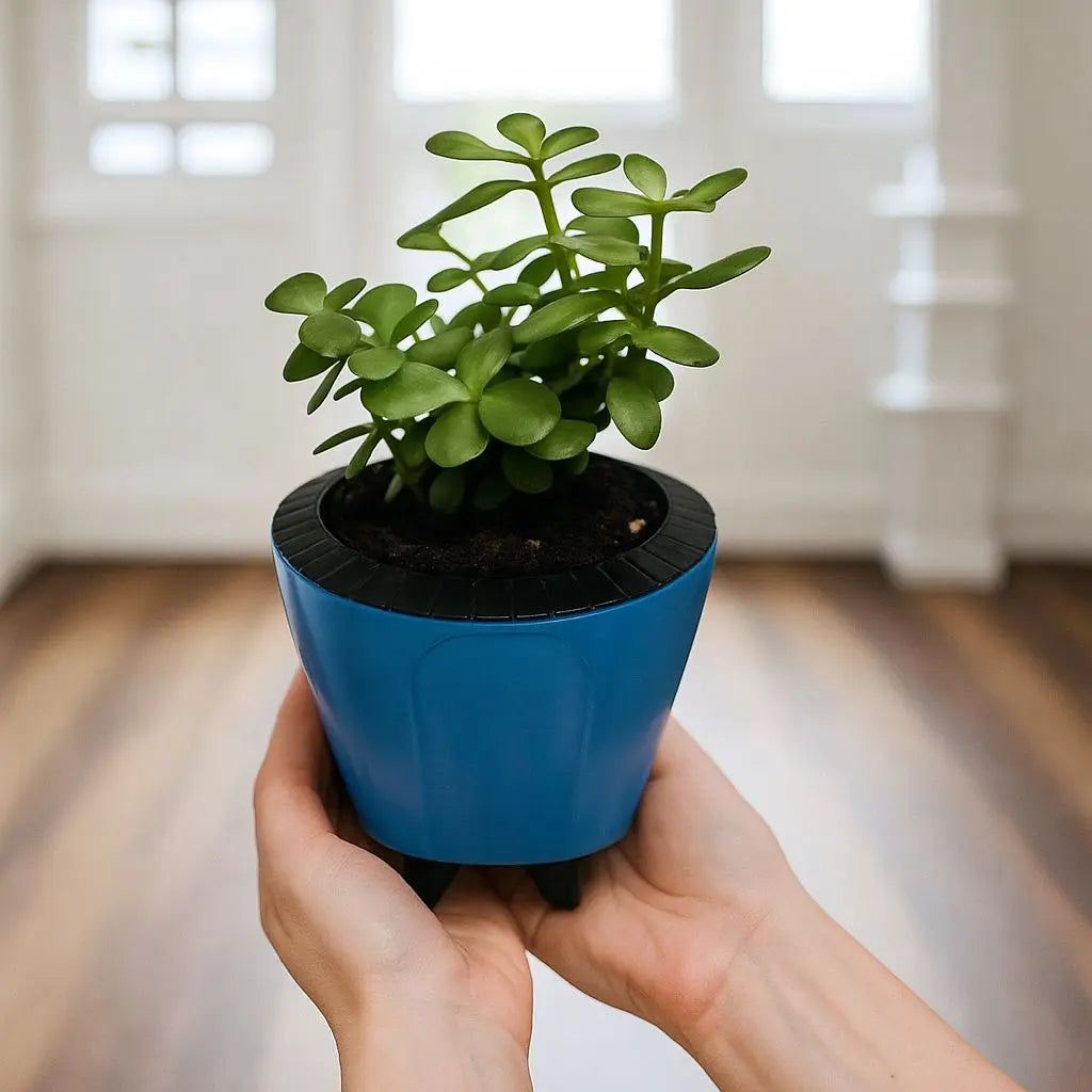Enutrof Good Luck Jade Plant with Self-Watering Decorative Pot Enutrof Decor