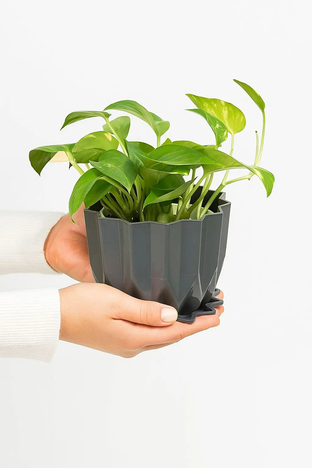 Enutrof Golden Money Plant Indoor with Self-Watering Flower Pot Enutrof Decor