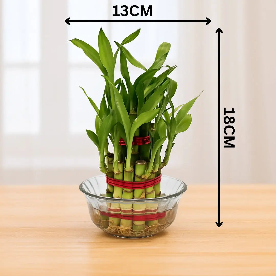 Enutrof Lucky Bamboo 2 Layer Feng Shui Plant – Green Color Enutrof Decor