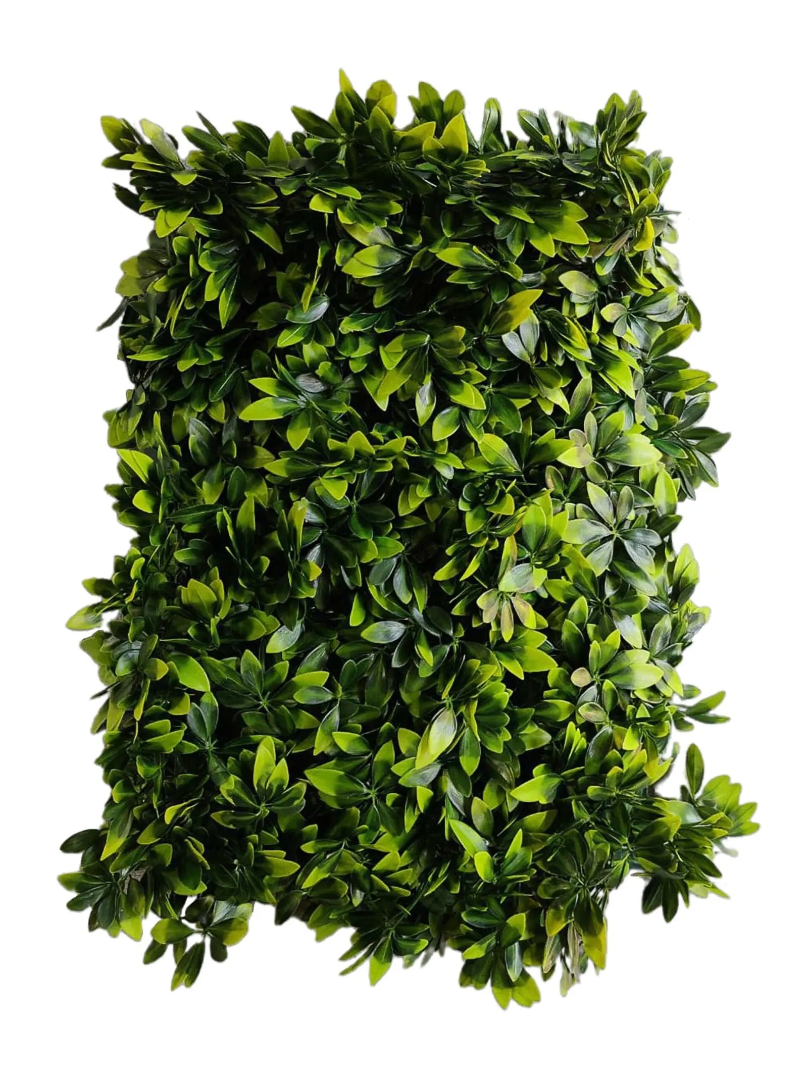 Orchid Green (40×60 cm) My Store