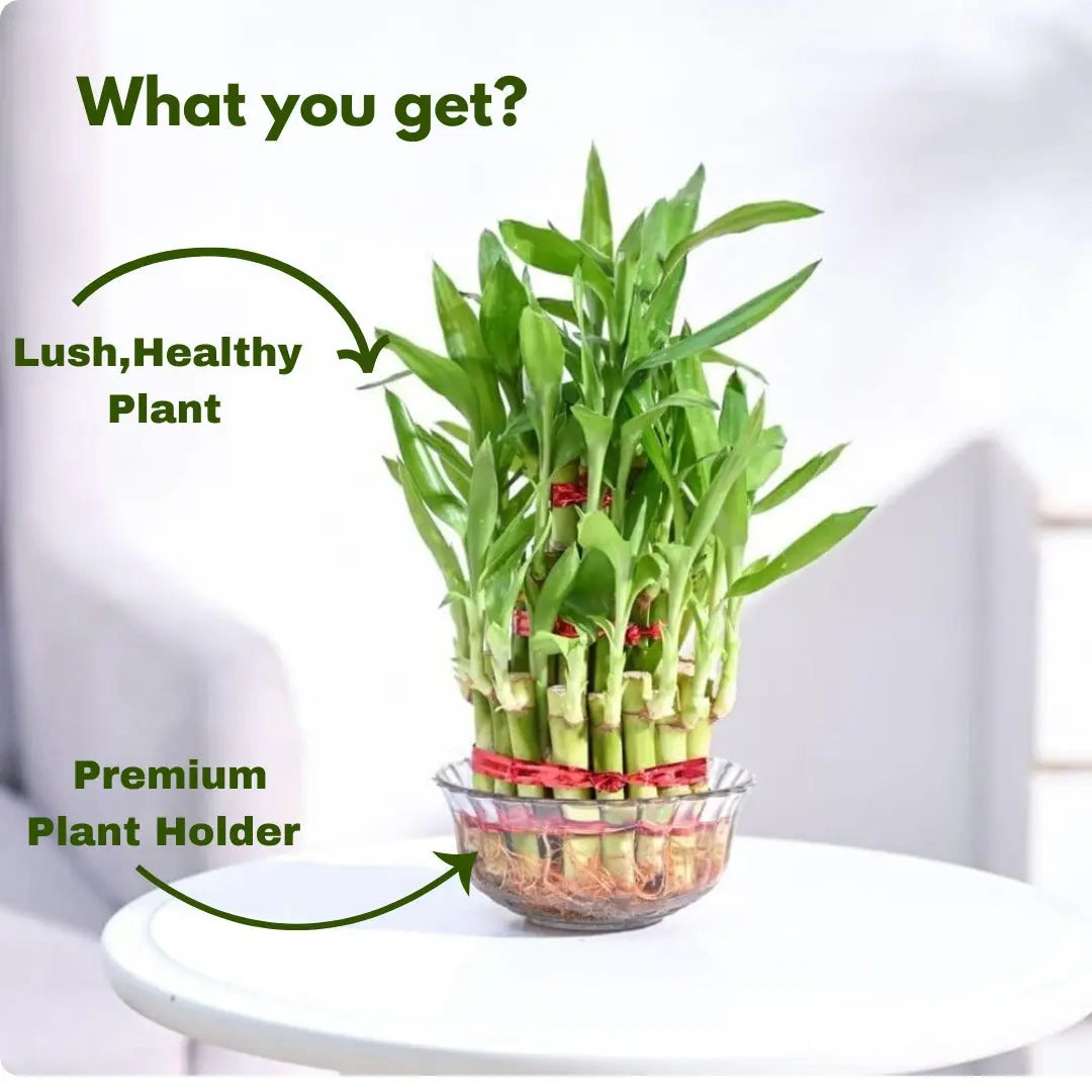 Enutrof Lucky Bamboo 2 Layer Feng Shui Plant – Green Color Enutrof Decor