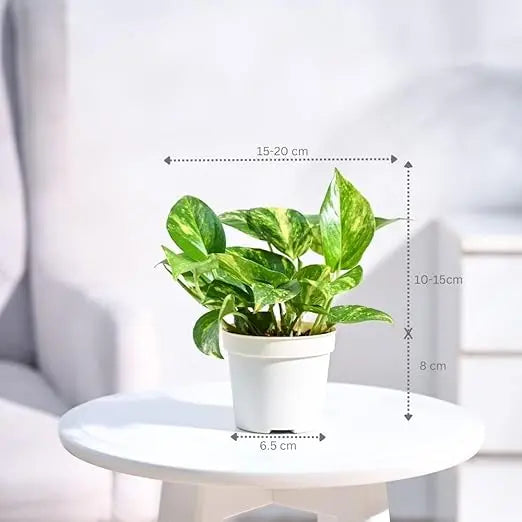 Enutrof Golden Money Plant Indoor with Self-Watering Pot (Gro Pot) Enutrof Decor