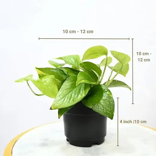 Enutrof Golden Money Plant Indoor with Self-Watering Pot (Gro Pot) Enutrof Decor
