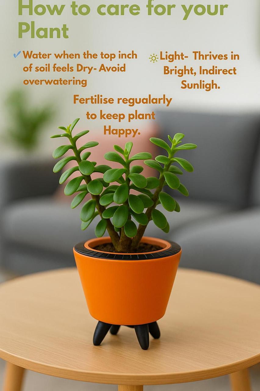 Enutrof Good Luck Jade Plant with Self-Watering Decorative Pot Enutrof Decor