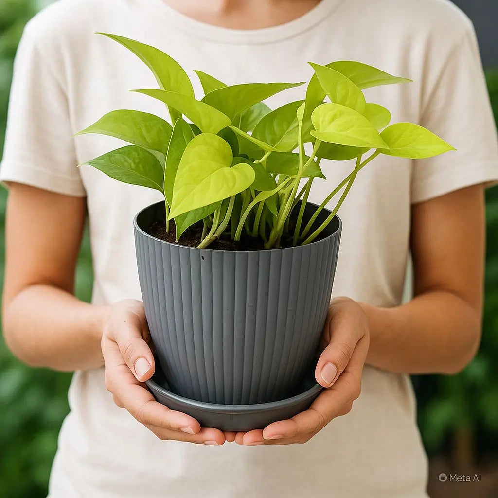 Money Plant with Rainbow Pot Enutrof Decor