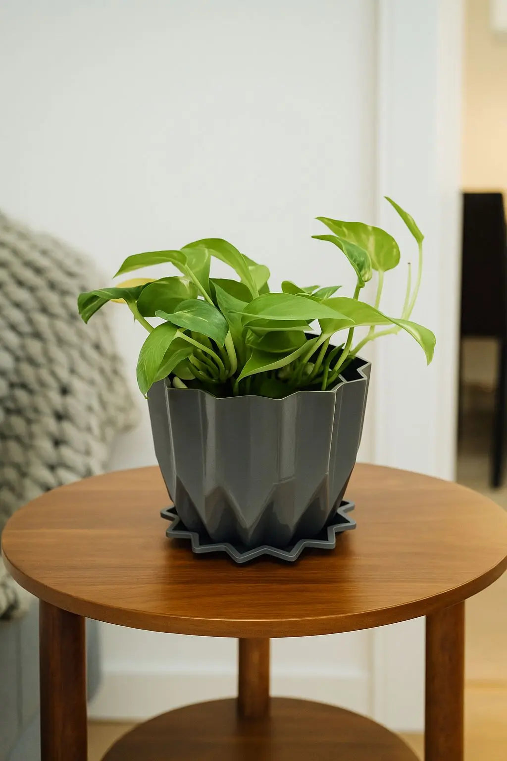 Enutrof Golden Money Plant Indoor with Self-Watering Flower Pot Enutrof Decor