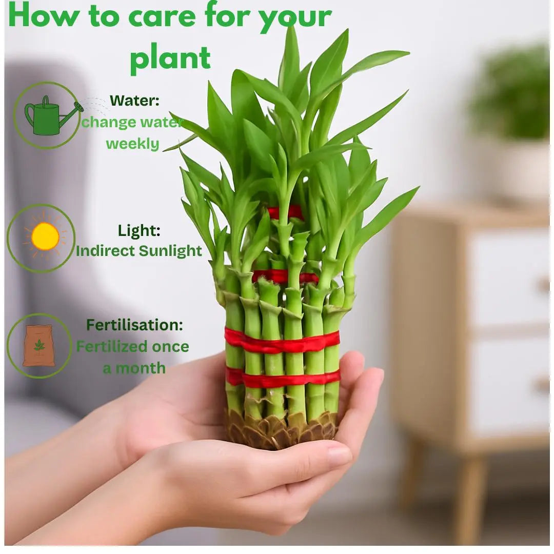 Enutrof Lucky Bamboo 2 Layer Feng Shui Plant – Green Color Enutrof Decor