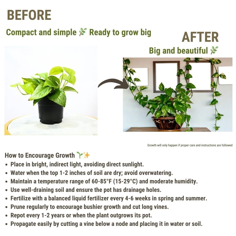 Enutrof Golden Money Plant Indoor with Self-Watering Pot (Gro Pot) Enutrof Decor