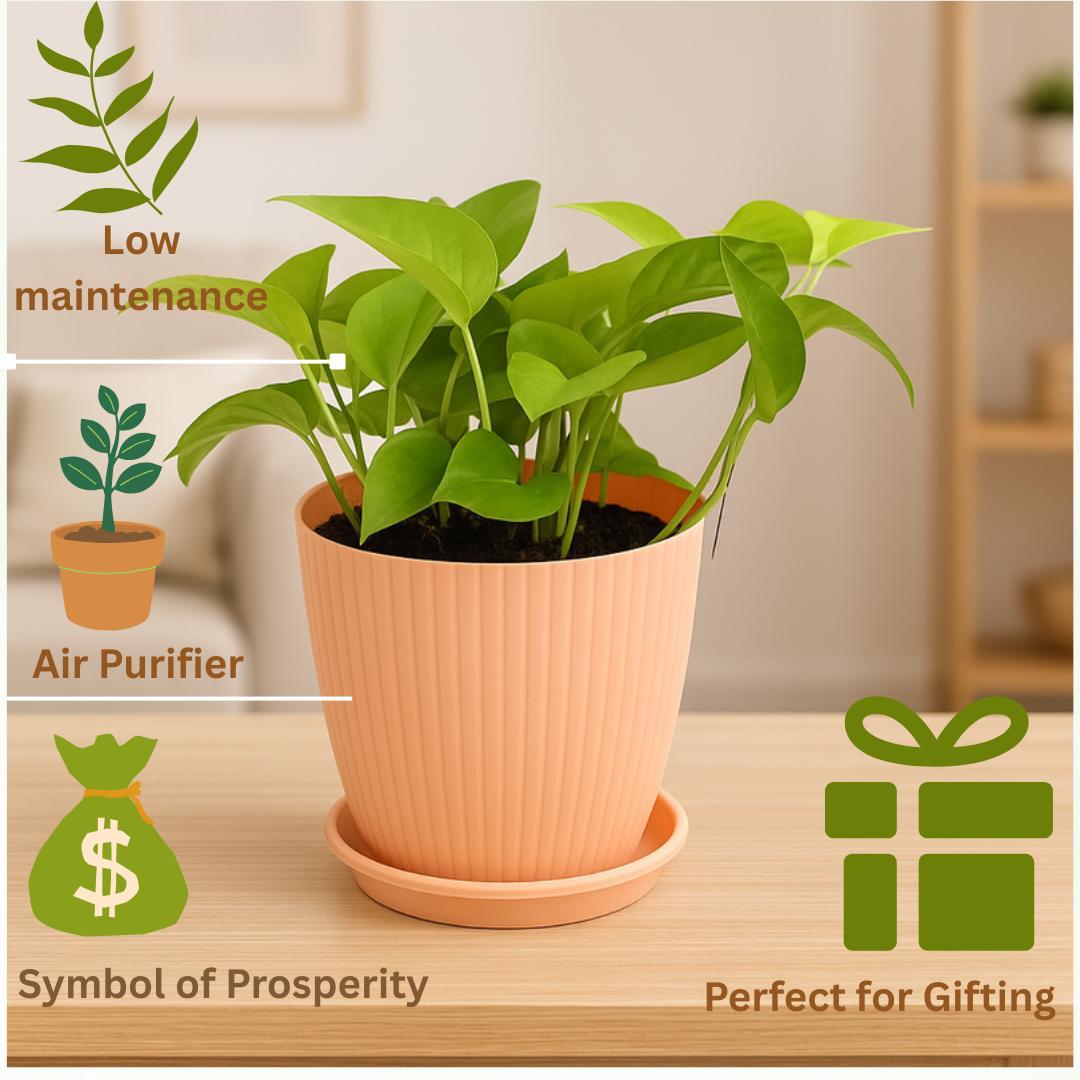 Enutrof Golden Money Plant Indoor with Self-Watering Flower Pot Enutrof Decor