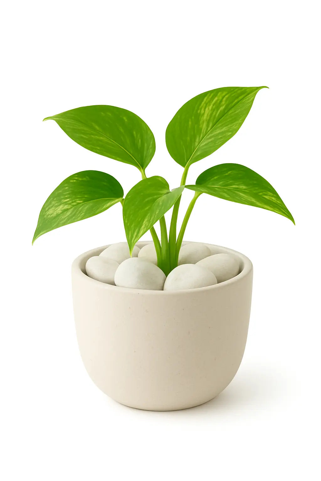 White Polished Pebbles | Premium Decorative Stones for Home & Garden Enutrof Decor