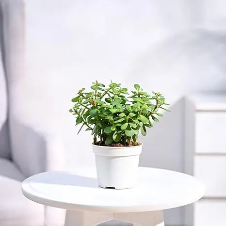 Enutrof Good Luck Jade Plant with Self-Watering Pot (Gro Pot) Enutrof Decor