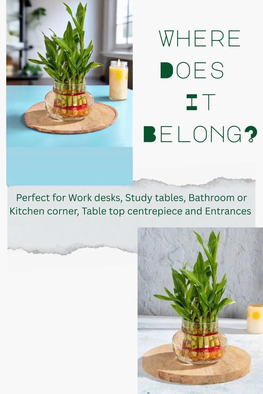 Enutrof Lucky Bamboo 2 Layer Feng Shui Plant – Green Color Enutrof Decor