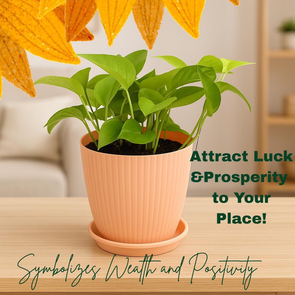 Enutrof Golden Money Plant Indoor with Self-Watering Flower Pot Enutrof Decor