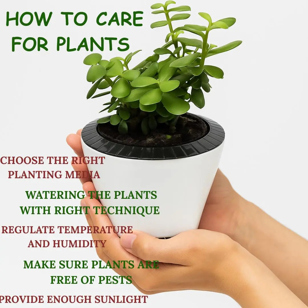 Enutrof Good Luck Jade Plant with Self-Watering Decorative Pot Enutrof Decor