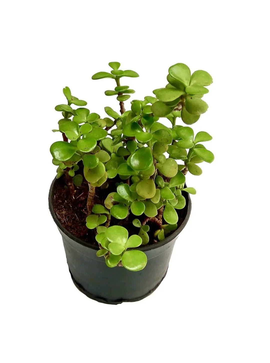 Enutrof Good Luck Jade Plant with Self-Watering Pot (Gro Pot) Enutrof Decor