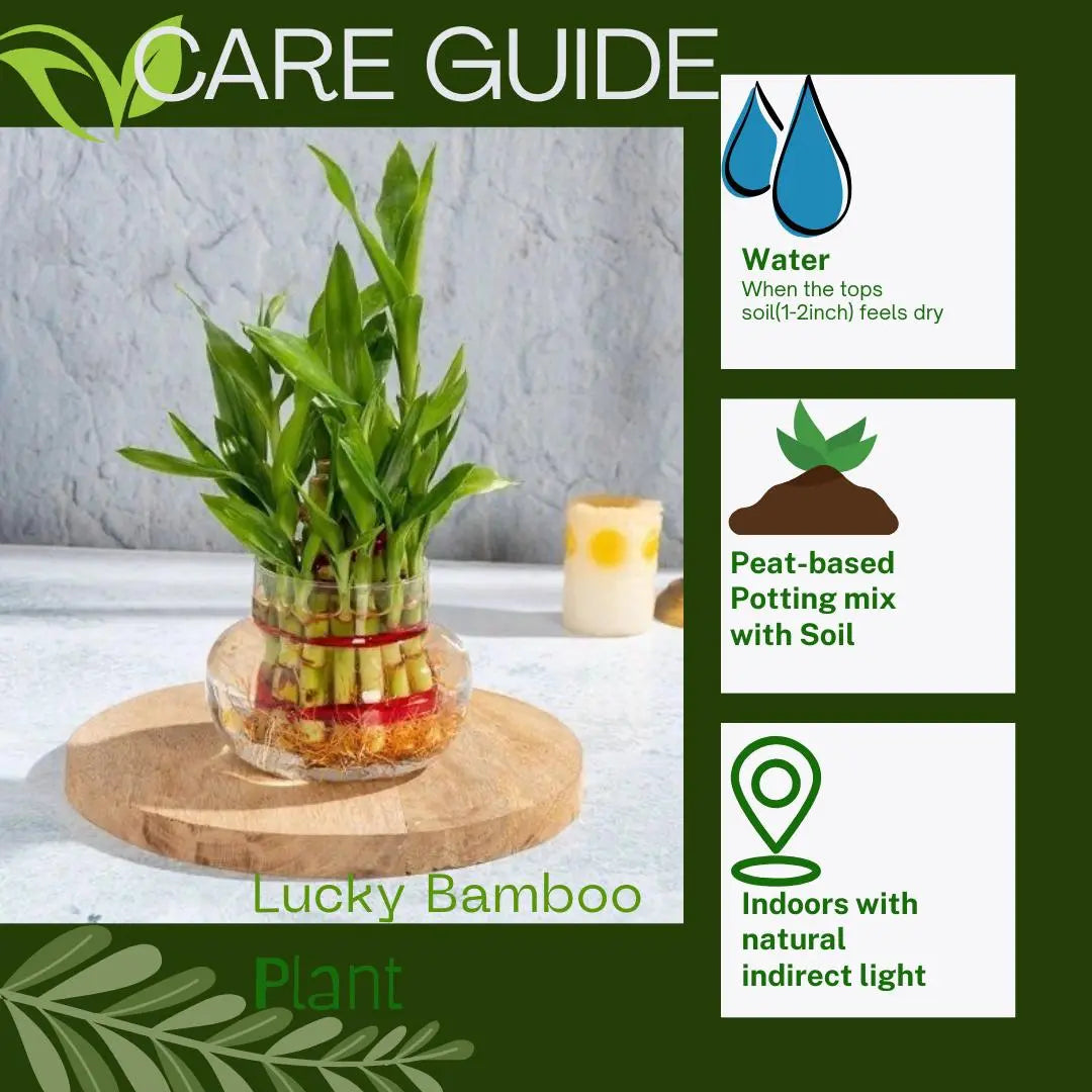 Enutrof Lucky Bamboo 2 Layer Feng Shui Plant – Green Color Enutrof Decor