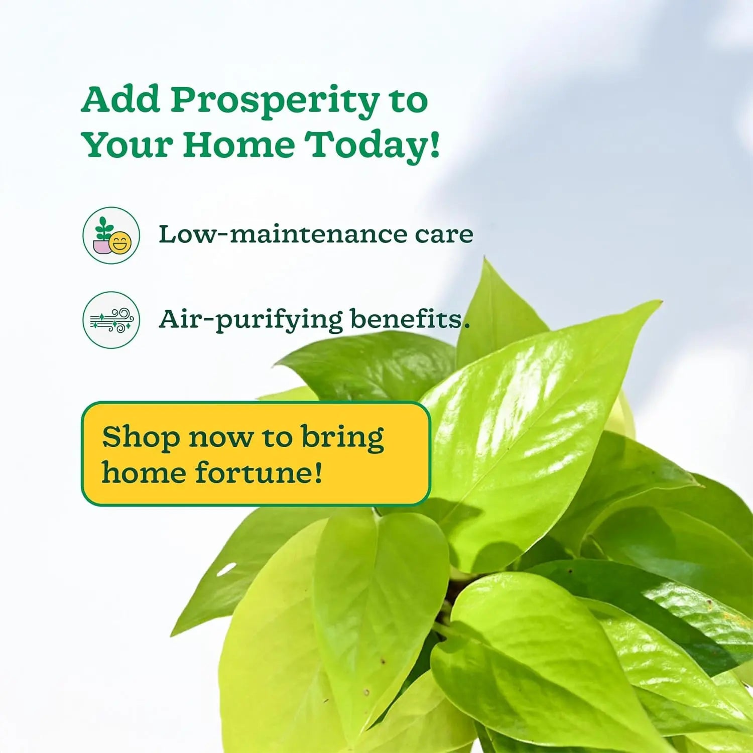 Enutrof Golden Money Plant Indoor with Self-Watering Pot (Gro Pot) Enutrof Decor