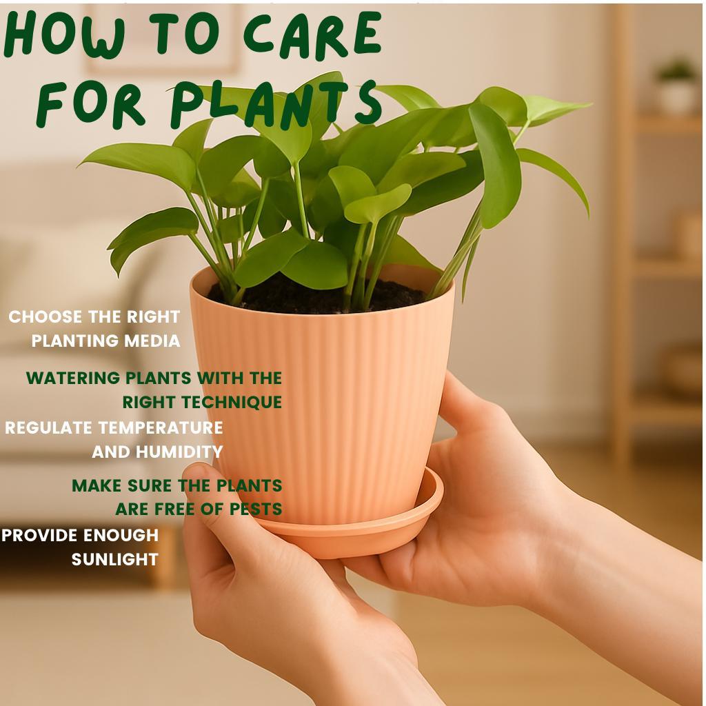 Enutrof Golden Money Plant Indoor with Self-Watering Flower Pot Enutrof Decor