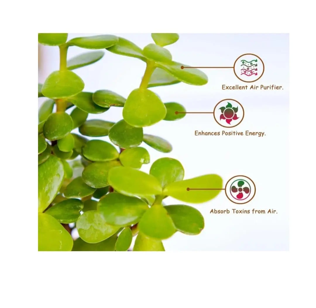 Enutrof Good Luck Jade Plant with Self-Watering Pot (Gro Pot) Enutrof Decor