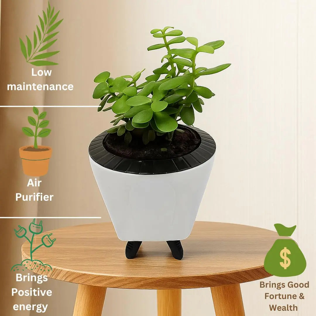 Enutrof Good Luck Jade Plant with Self-Watering Decorative Pot Enutrof Decor