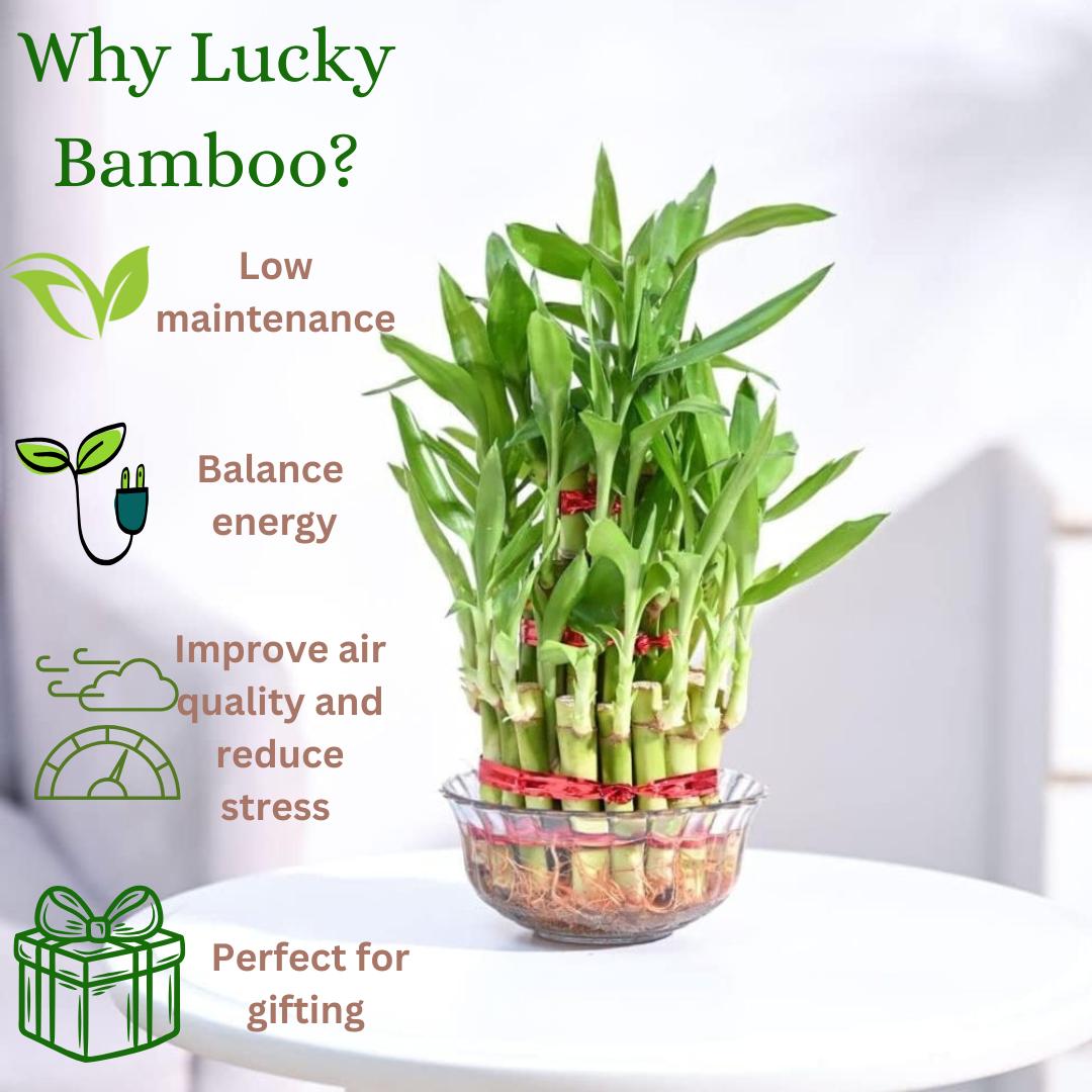 Enutrof Lucky Bamboo 2 Layer Feng Shui Plant – Green Color Enutrof Decor
