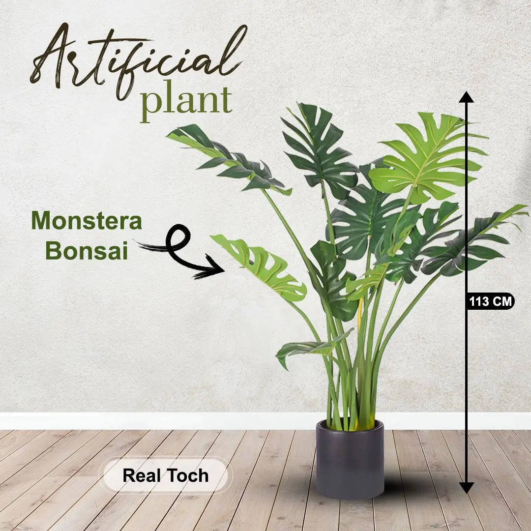 Monstera Bonsai (113 CM) My Store