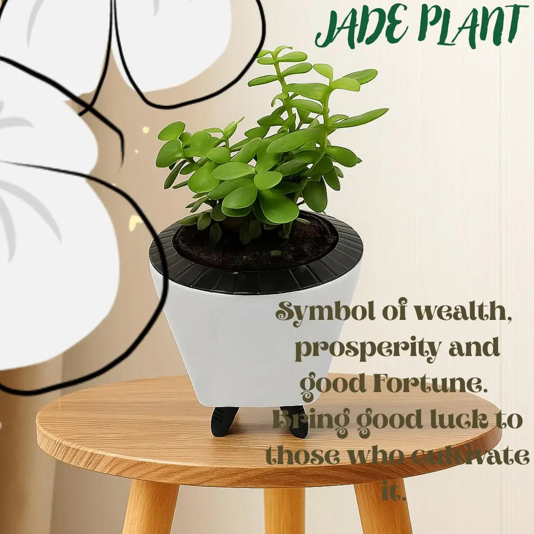Enutrof Good Luck Jade Plant with Self-Watering Decorative Pot Enutrof Decor