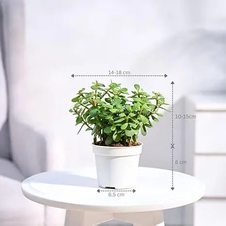 Enutrof Good Luck Jade Plant with Self-Watering Pot (Gro Pot) Enutrof Decor