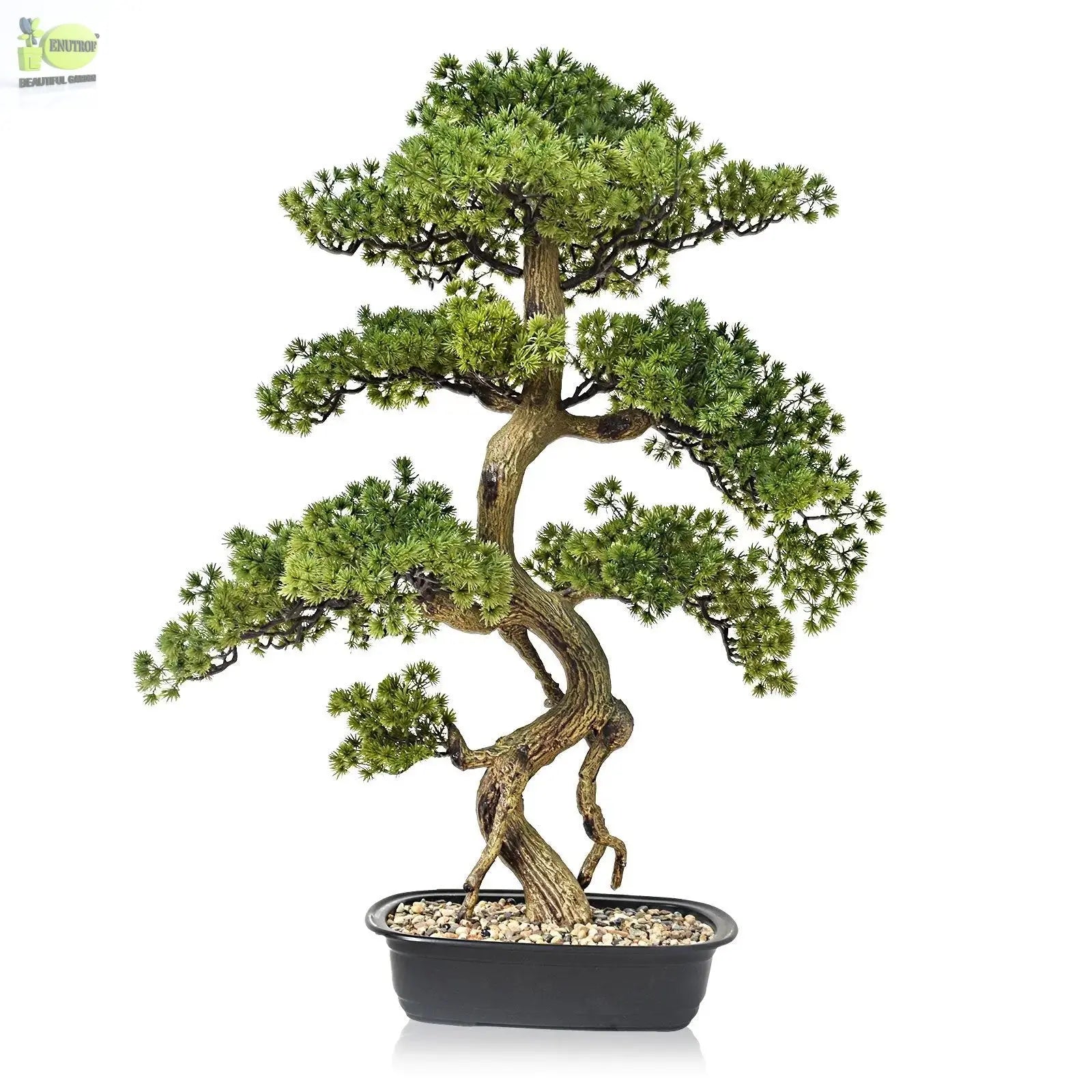 Cypress Bonsai Tree (90 cm) My Store