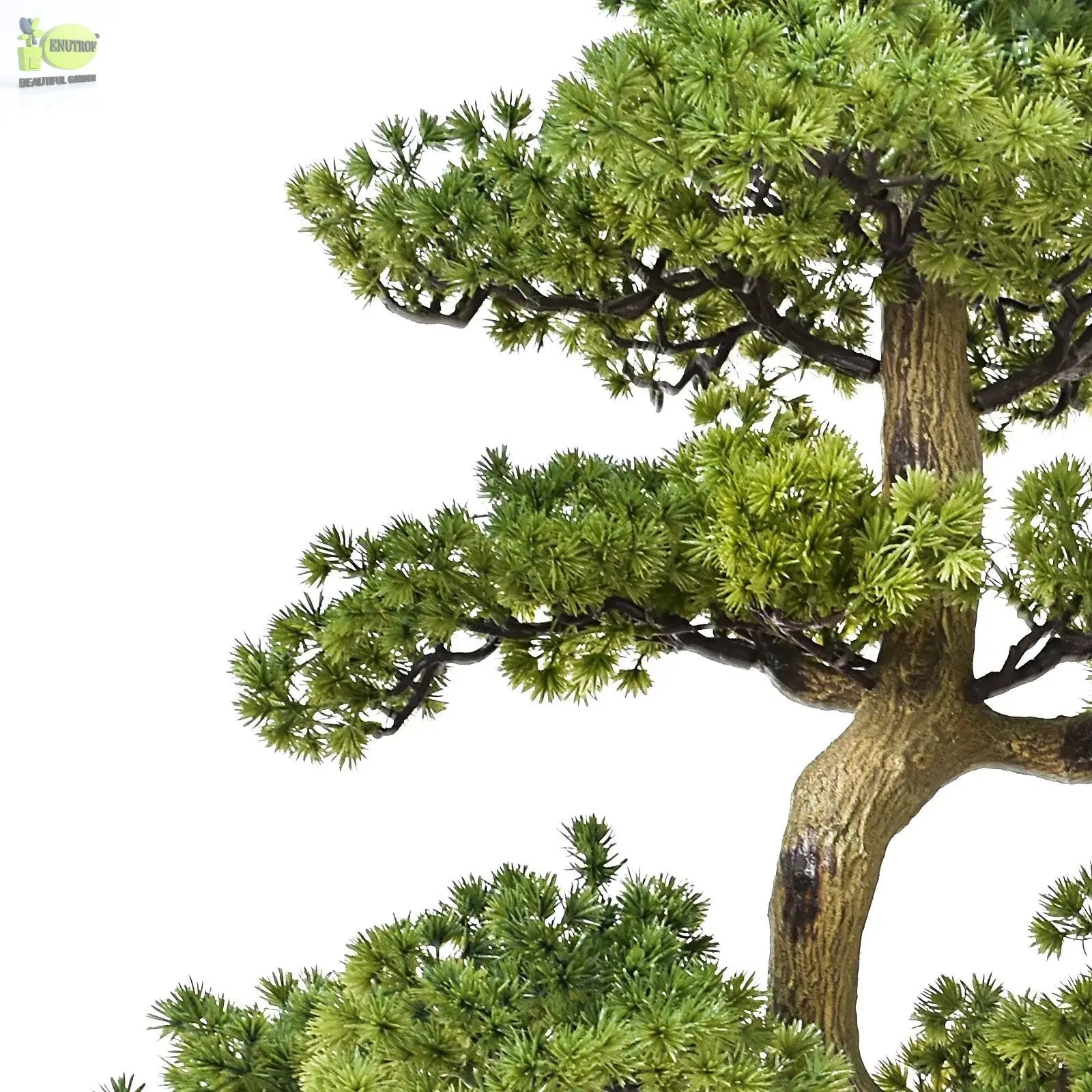 Cypress Bonsai Tree (90 cm) My Store