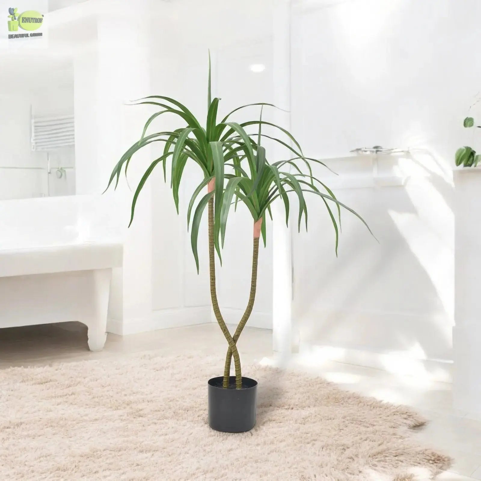 Dracaena fragrans (120 CM) My Store