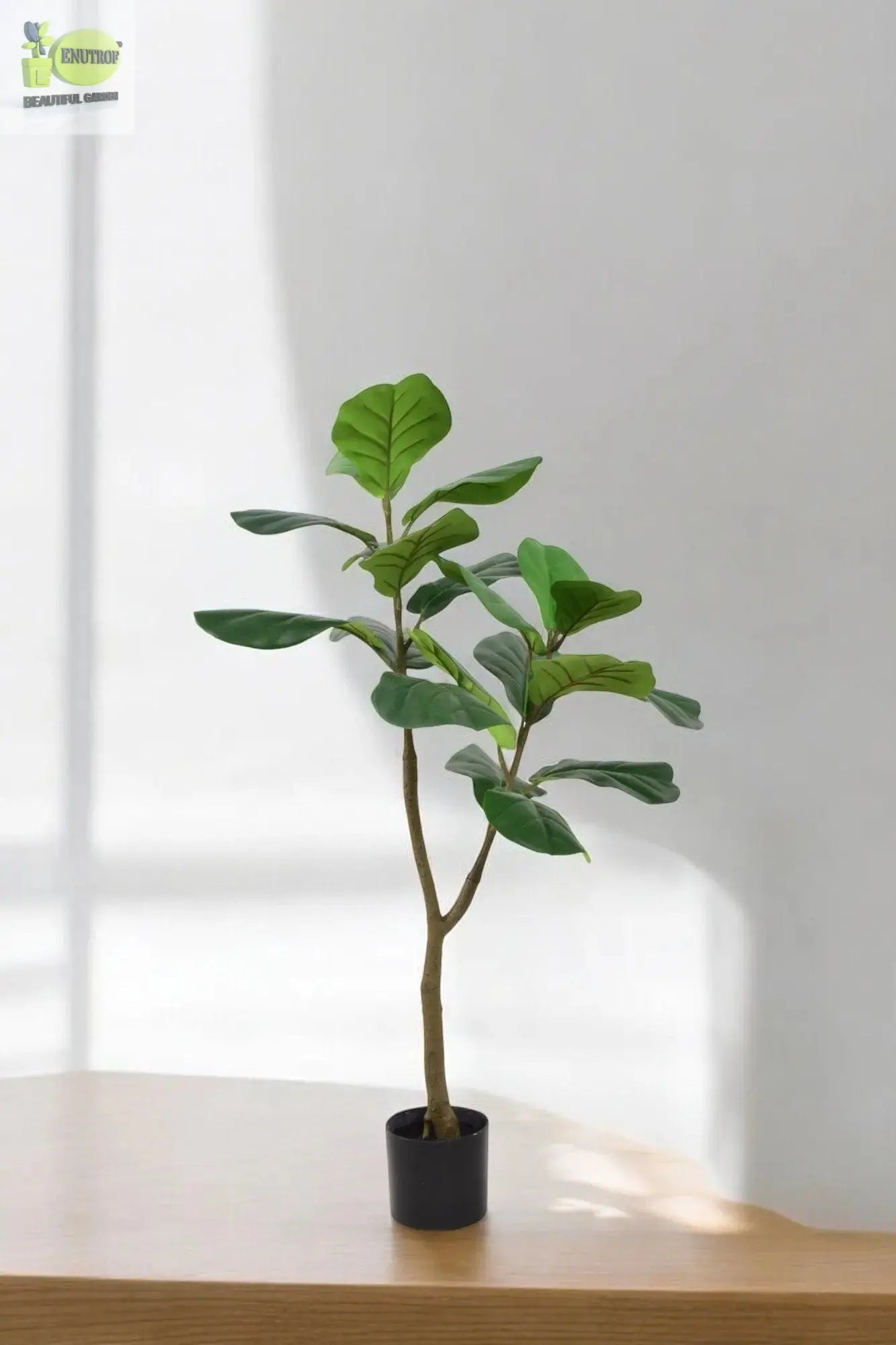 Fiddle Tree (120 CM) My Store