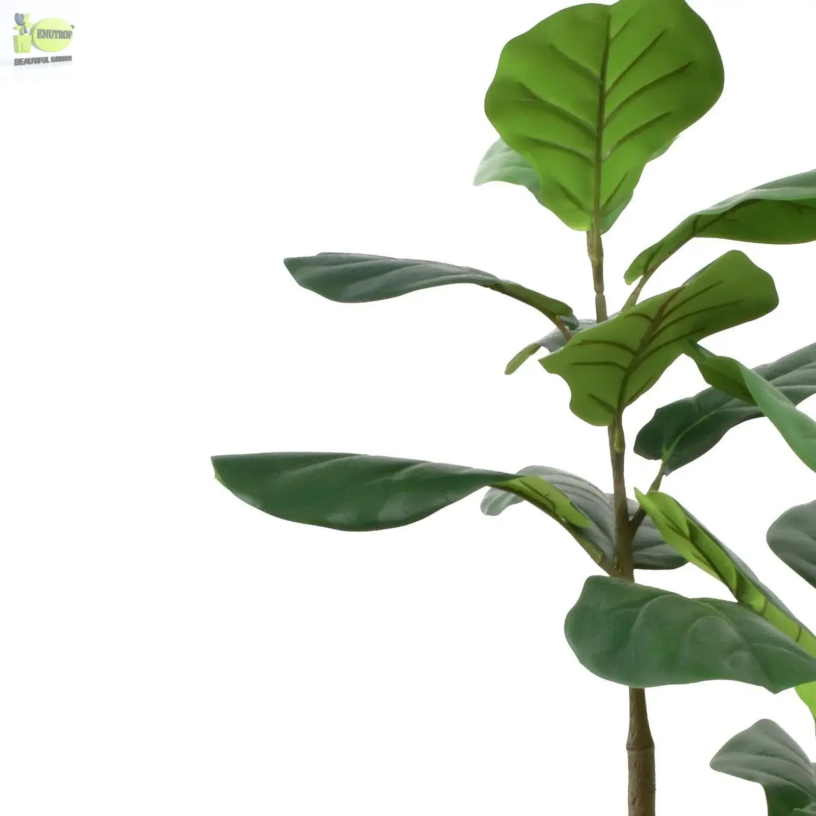 Fiddle Tree (120 CM) My Store