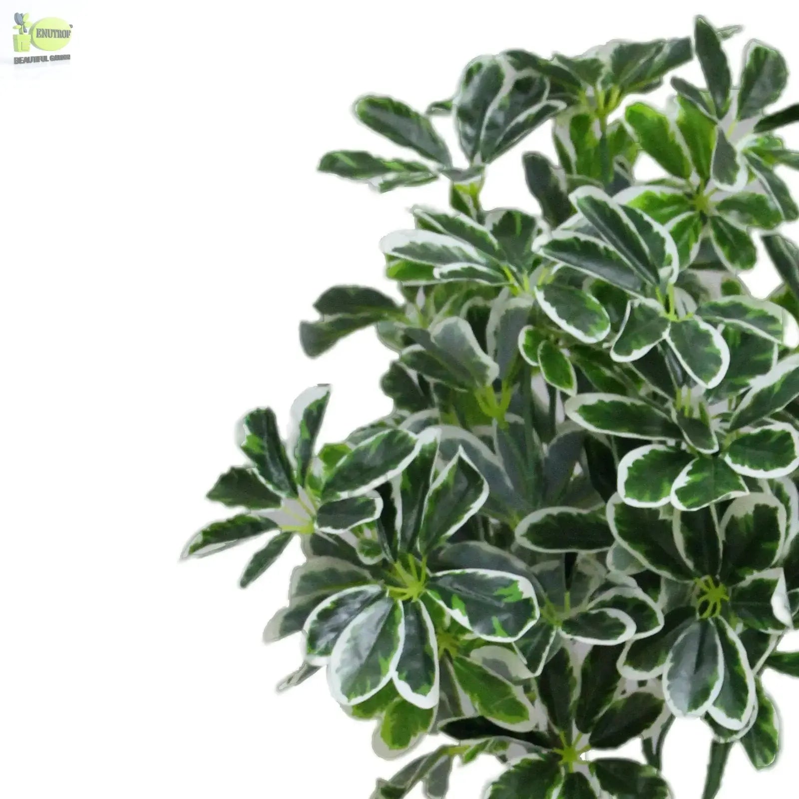 Artificial Umbrella Plant with White Pot (100 cm Height) My Store