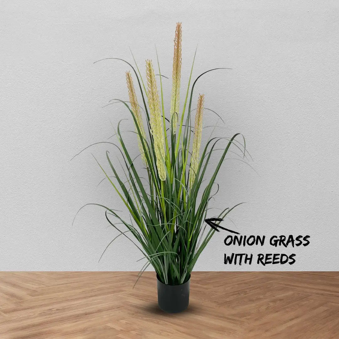 Onion grass with dual reeds plant My Store