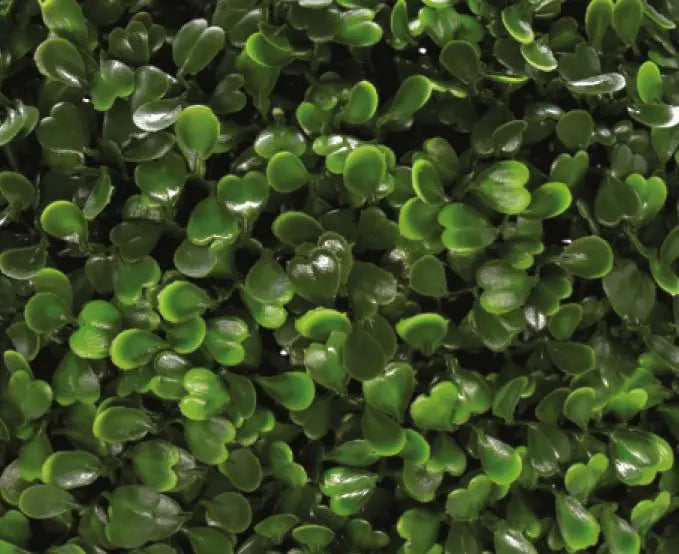 Boxwood (Green) My Store