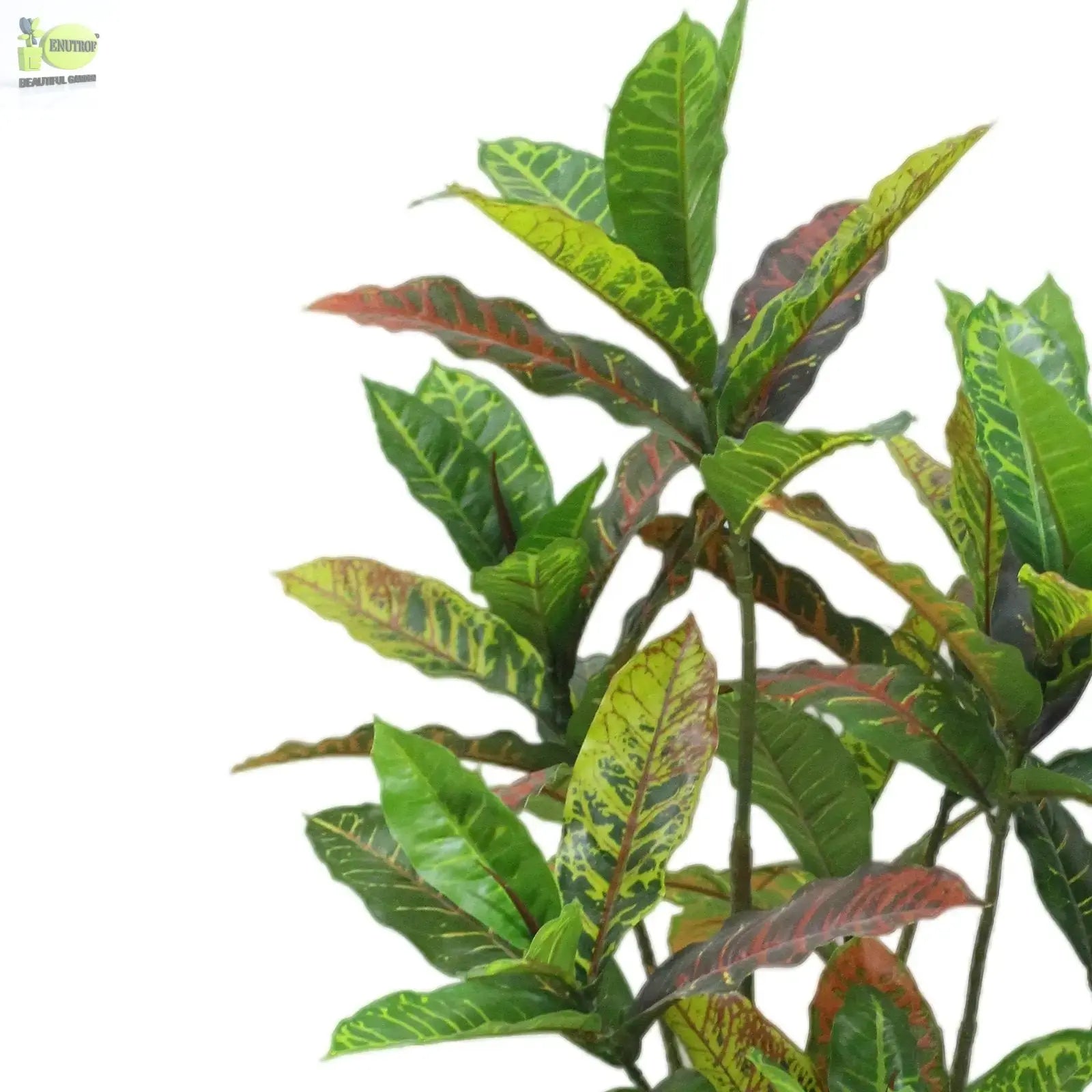 Codiaeum Artificial Plants With Basic White Pot ||100cm Height My Store