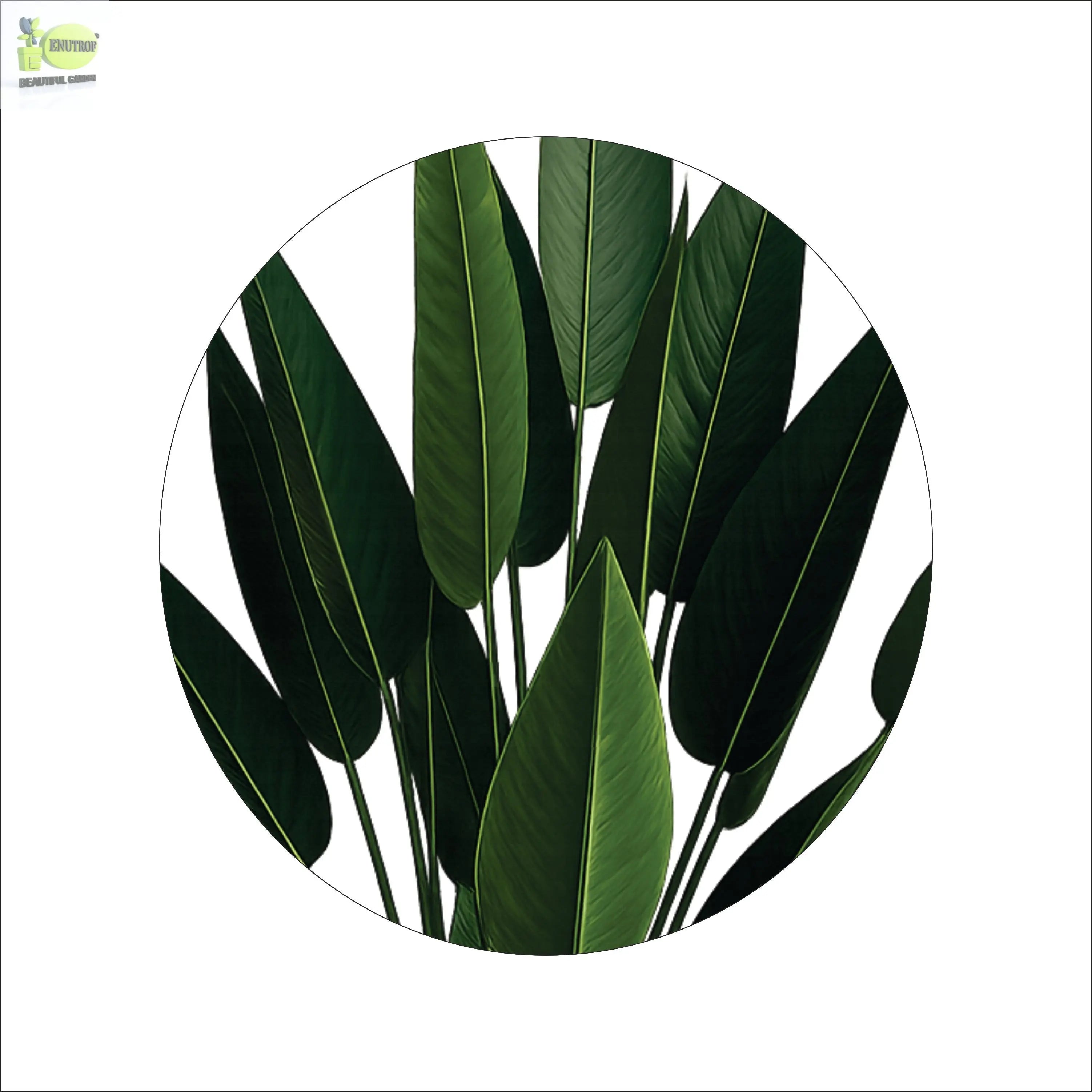 ENUTROF Artificial Bird of Paradise – 160cm Tall Fake Strelitzia Plant for Home & Commercial Decor ENUTROF
