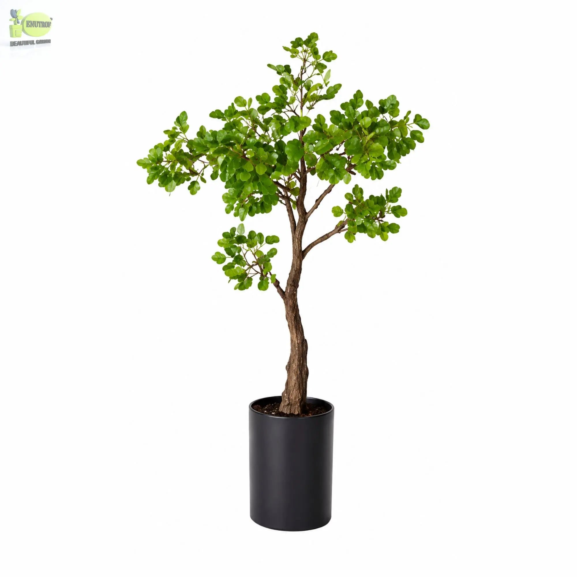 ENUTROF Artificial Ficus Ginseng Bonsai Tree – 60cm Classic Fake Bonsai for Office & Home Decor ENUTROF