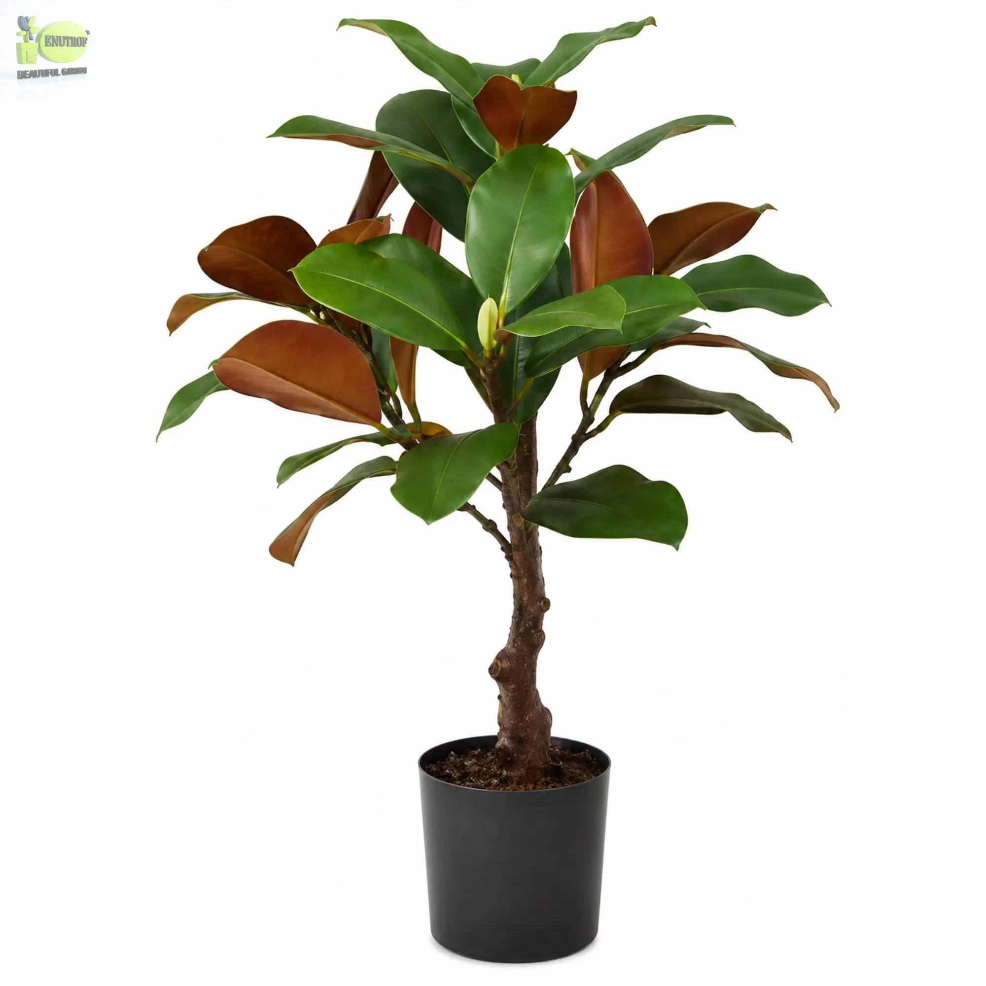 ENUTROF Artificial Rubber Plant Ficus Elastica – 60cm Compact Fake Plant for Desk & Home Decor ENUTROF