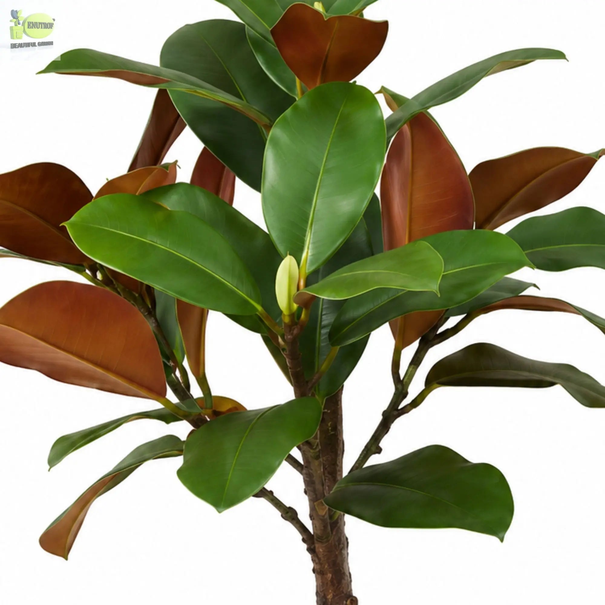 ENUTROF Artificial Rubber Plant Ficus Elastica – 60cm Compact Fake Plant for Desk & Home Decor ENUTROF