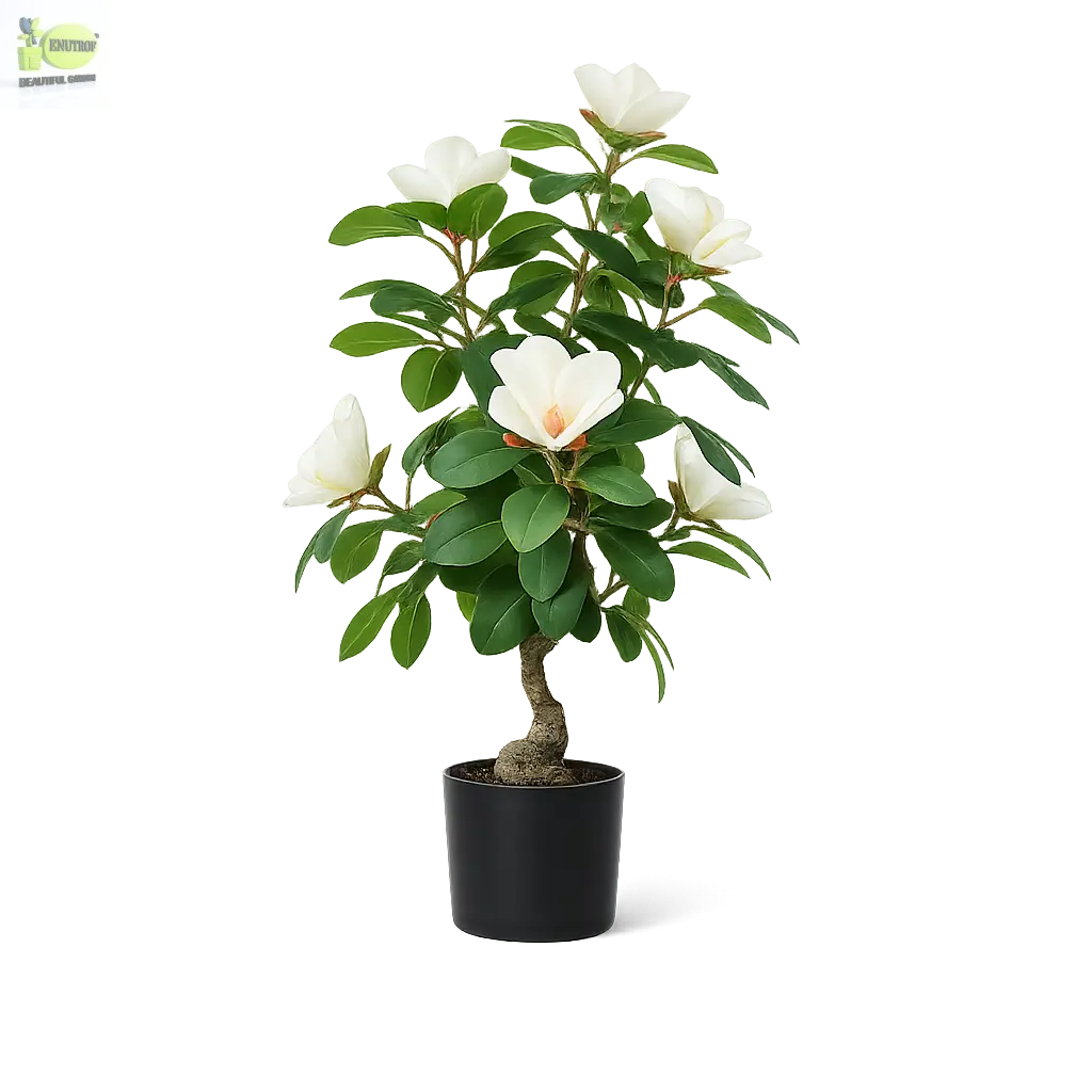 ENUTROF Artificial White Magnolia Bonsai Tree – 60cm Fake Flowering Bonsai for Home Decor ENUTROF