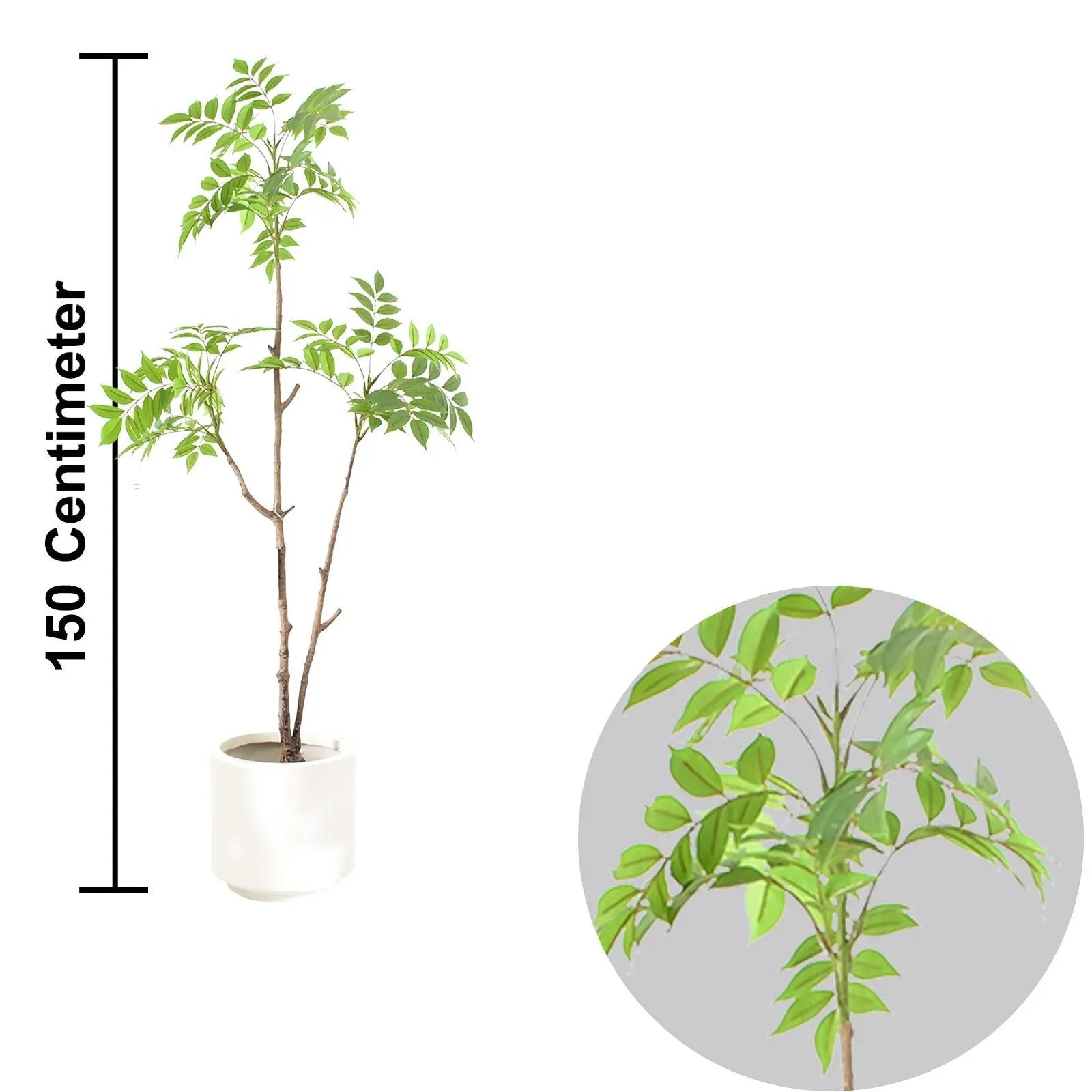 Pieris Formosa Plant (150cm) My Store