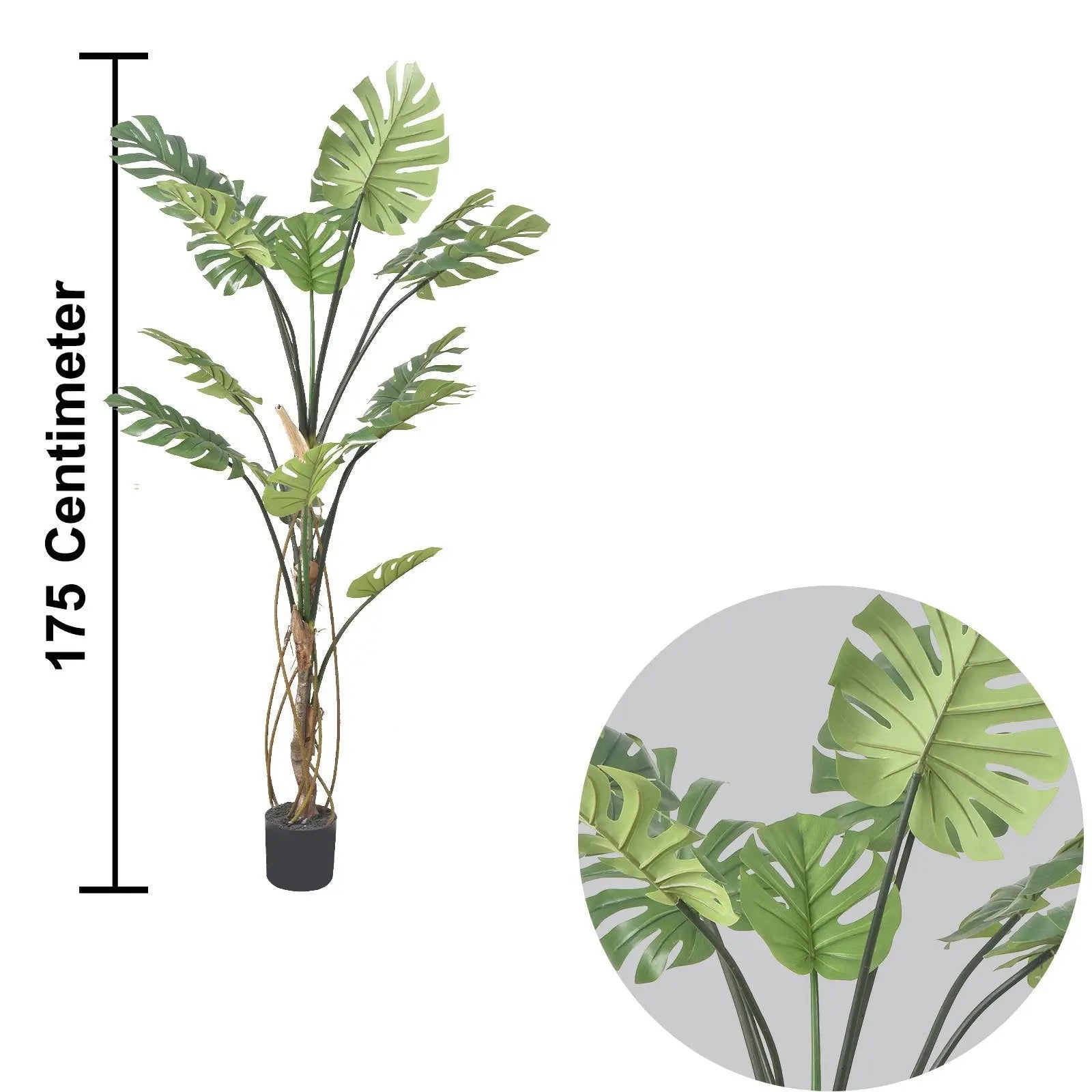 Monstera Tree (175 cm) My Store