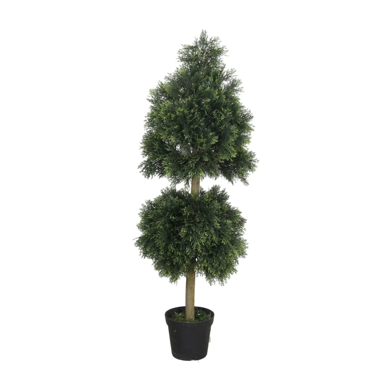 Cypress Artificial Plant With Basic Pot || 160 CM My Store