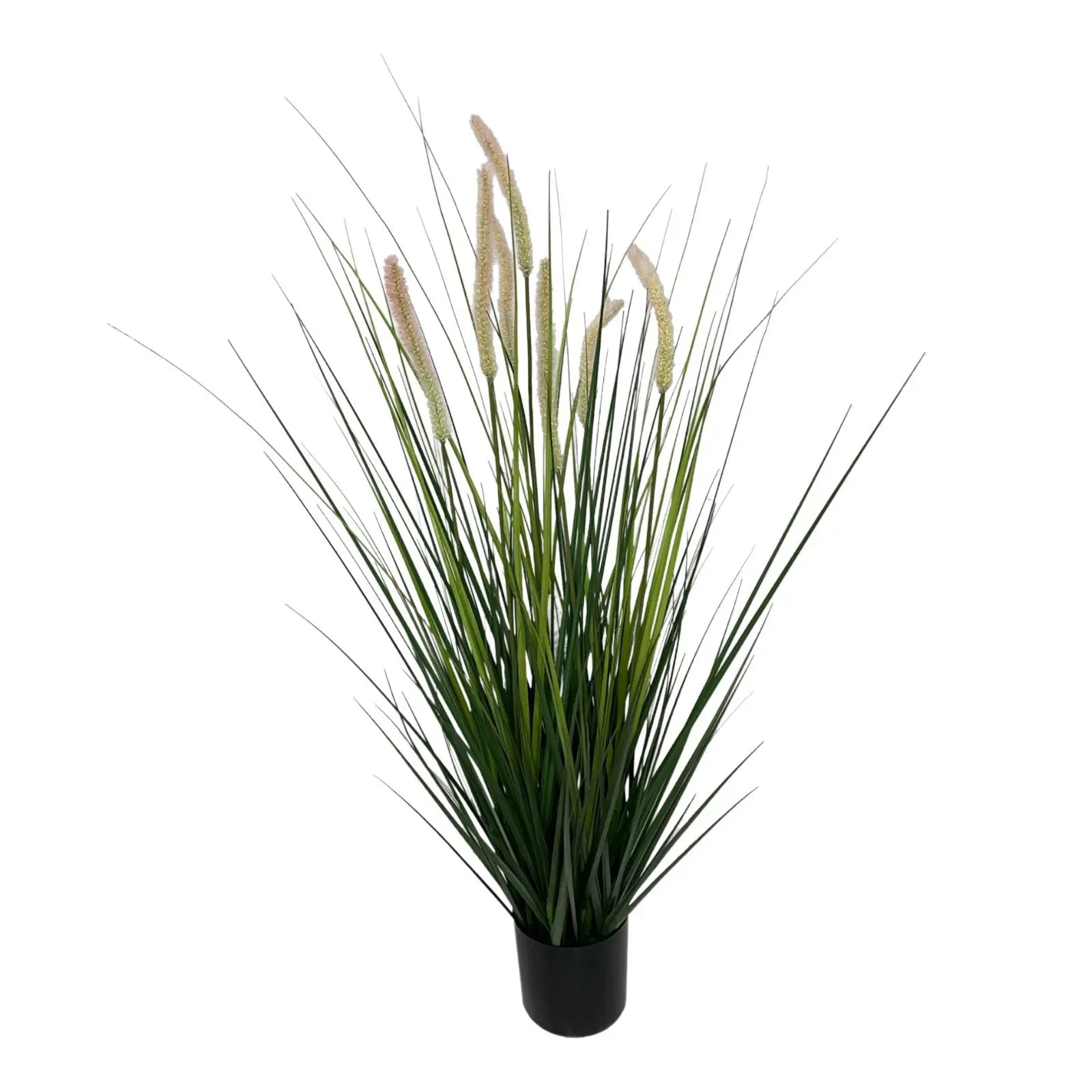Onion grass with reeds My Store